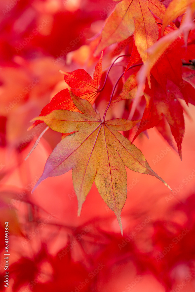 A close up of a maple leaf on a tree in autumn, with a shallow depth of field