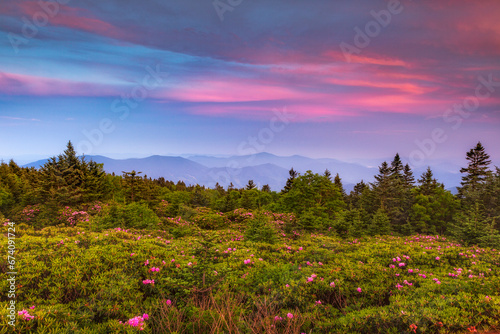  Rhododendrons in Roan Mountain State Park in NOrth Carolina photo