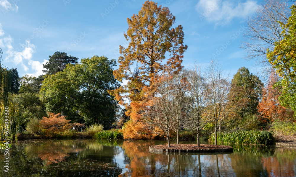 Metasequoia Glyptostroboides tree amongst other trees and shrubs, in stunning autumn colours, photographed by the lake at Wisley garden, near Woking in Surrey UK. Metasequoia Glyptostroboides tree amongst other trees and shrubs, in stunning autumn colours, photographed by the lake at Wisley garden, near Woking in Surrey UK.
