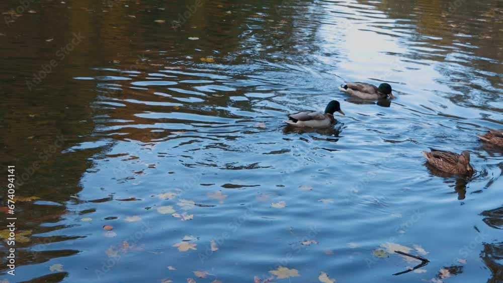 Ducks sleep, clean their feathers, eat algae. Ducks are beautifully reflected in water. A family of ducks, geese swims in a water channel, river, lake. Ducks sleep, clean their feathers, eat algae. Ducks are beautifully reflected in water. A family of ducks, geese swims in a water channel, river, lake.