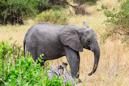 Calf of African elephant (Loxodonta) at the Tarangire national park, Tanzania. Wildlife photo