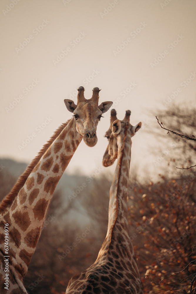 Fototapeta premium Giraffes in the wild