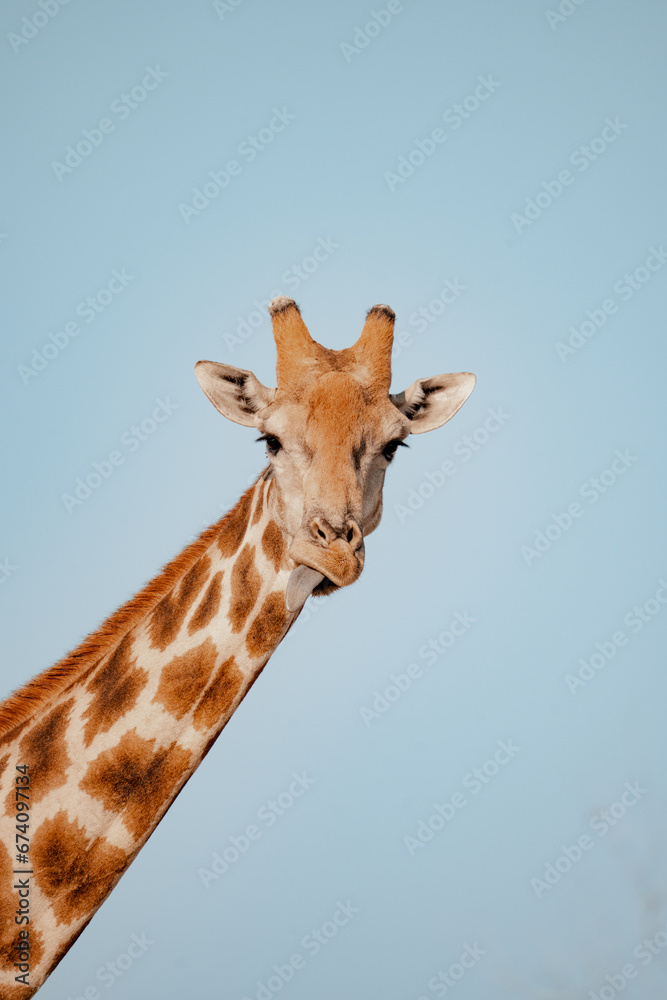 Giraffe portrait Giraffe portrait