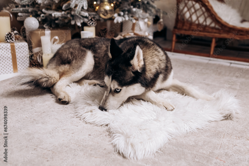Obraz premium Purebred black and white siberian husky sitting on the carpet, Christmas Tree New Year decorations toys balls decorated interior holiday vacation atmosphere gifts presents garlands