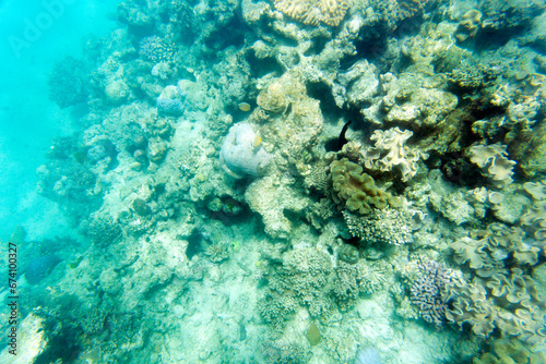 Photo of corals