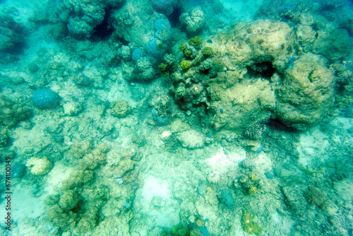Photo of corals © mauriziobiso