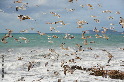 Obraz na płótnie Seagulls by the sea in Sardinia, Italy w salonie
