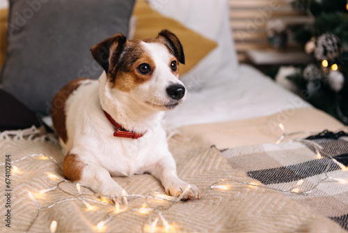 Purebred jack russell terrier lying on bed, Christmas Tree New Year decorations toys balls decorated interior holiday vacation atmosphere gifts presents garlands 