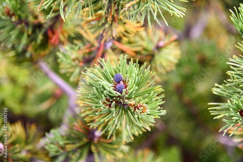 A closeup shot of a branch with blue cones of a dwarf mountain pine, Pinus mugo.