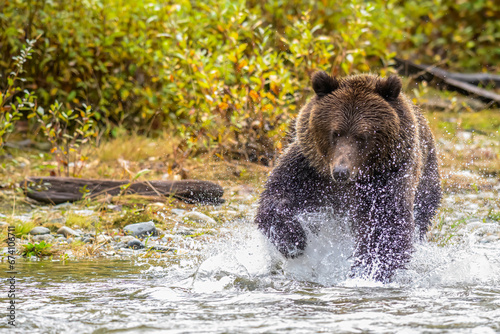 Grizzly bear fishing for salmon in a British Columbia river during the fall