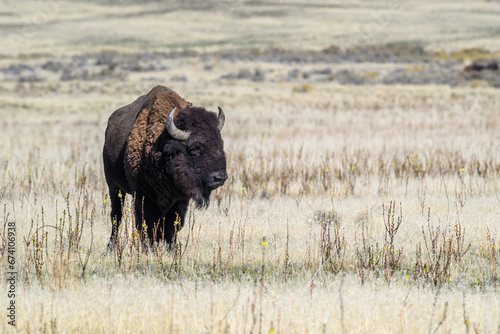 A lone American bison in a western grassland