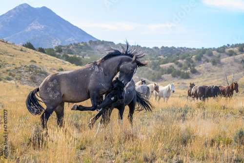 Two members of the Onaqui wild Mustang horse herd in Utah