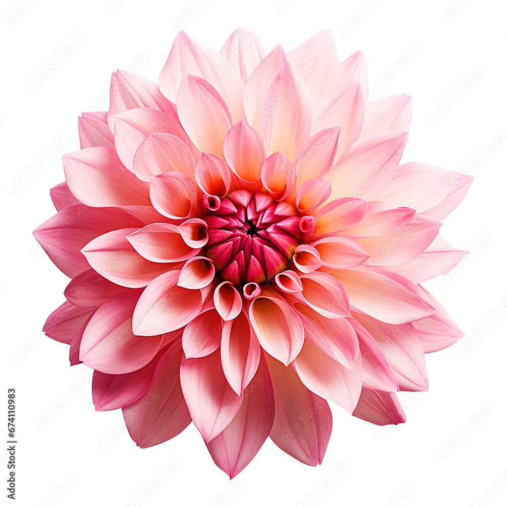 pink dahlia flower isolated