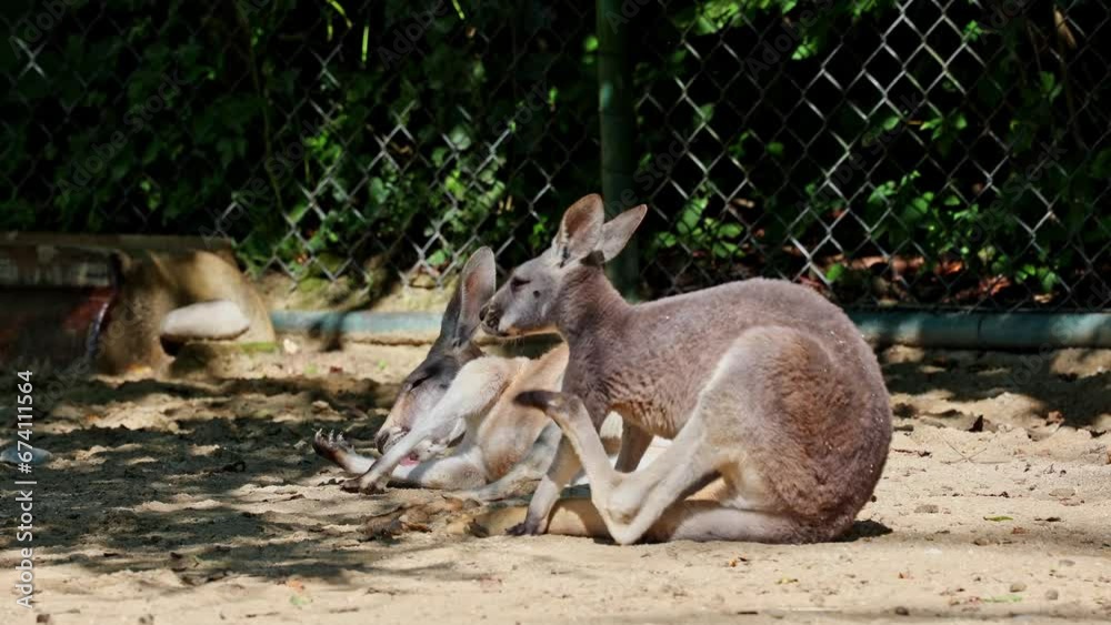 The red kangaroo, Macropus rufus is the largest of all kangaroos, the largest terrestrial mammal native to Australia, and the largest extant marsupial. The red kangaroo, Macropus rufus is the largest of all kangaroos, the largest terrestrial mammal native to Australia, and the largest extant marsupial.