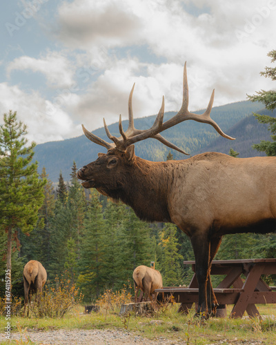 Fototapeta Naklejka Na Ścianę i Meble -  Big Elk