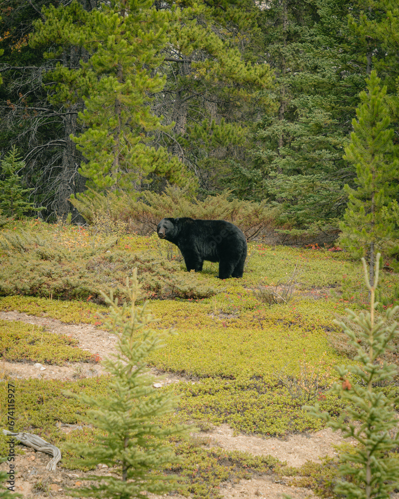 Black bear Black bear