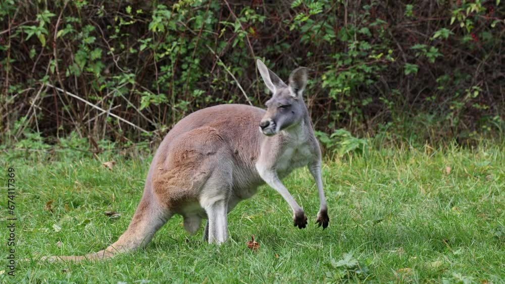The red kangaroo, Macropus rufus is the largest of all kangaroos, the largest terrestrial mammal native to Australia, and the largest extant marsupial. The red kangaroo, Macropus rufus is the largest of all kangaroos, the largest terrestrial mammal native to Australia, and the largest extant marsupial.