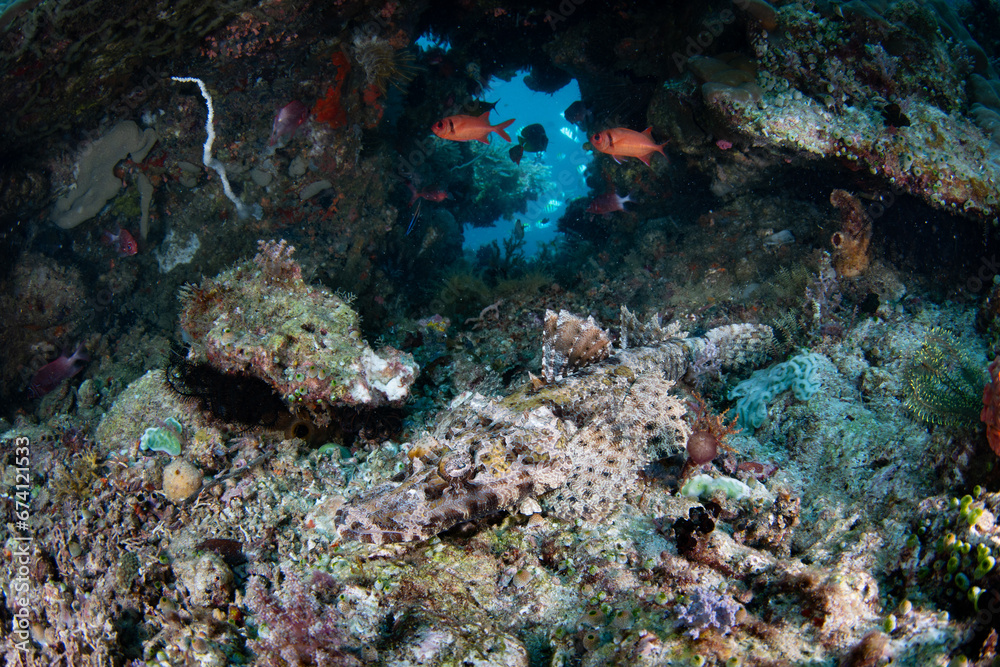 A well-camouflaged crocodilefish waits to ambush prey on a shallow reef in Raja Ampat. This remote, tropical area is known as the heart of the Coral Triangle due to its incredible marine biodiversity.