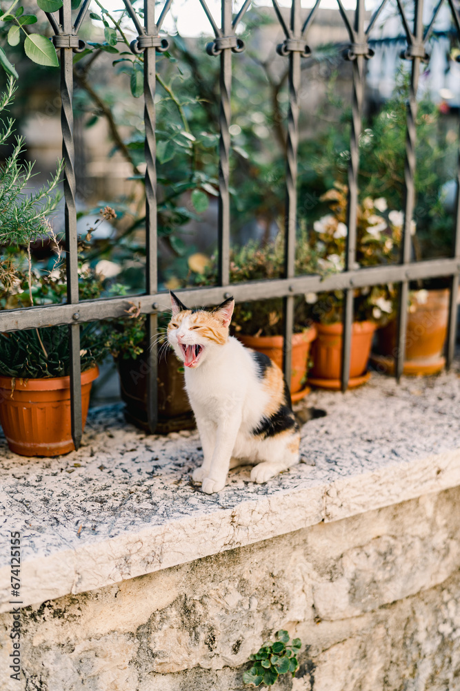 Tricolor cat yawns sitting on a garden fence near flowerpots