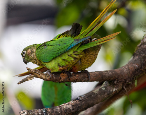 Enchanting Maroon-bellied parakeet, captured at the exact moment she reveals the wild beauty that surrounds us. 