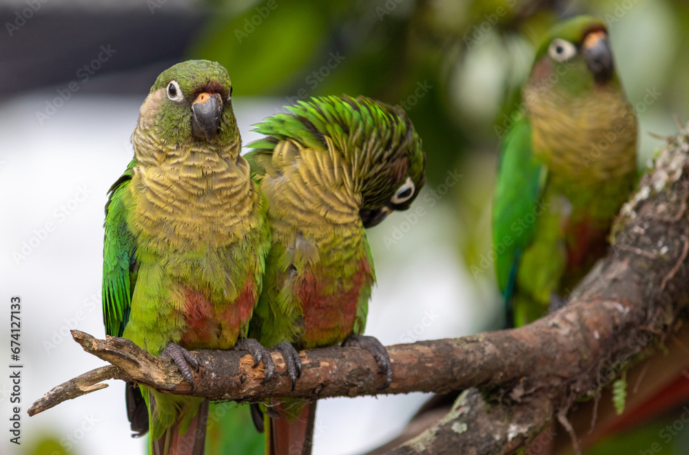 Obraz premium Enchanting Maroon-bellied parakeet, captured at the exact moment she reveals the wild beauty that surrounds us.