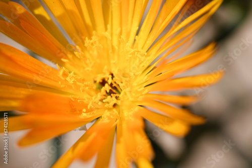 Fiori di Lampranthus multiradiatus