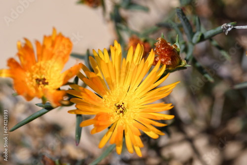 Fiori di Lampranthus multiradiatus