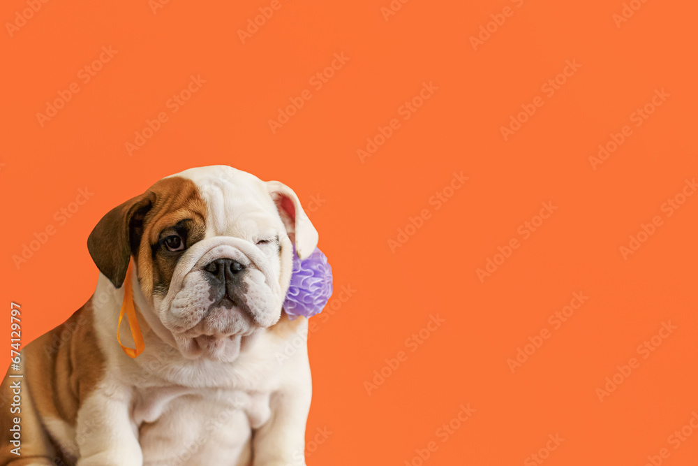 Cute English bulldog puppy. Pets. Holidays and events. A purebred dog