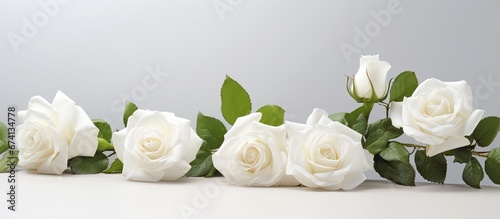 roses of a naturally white color