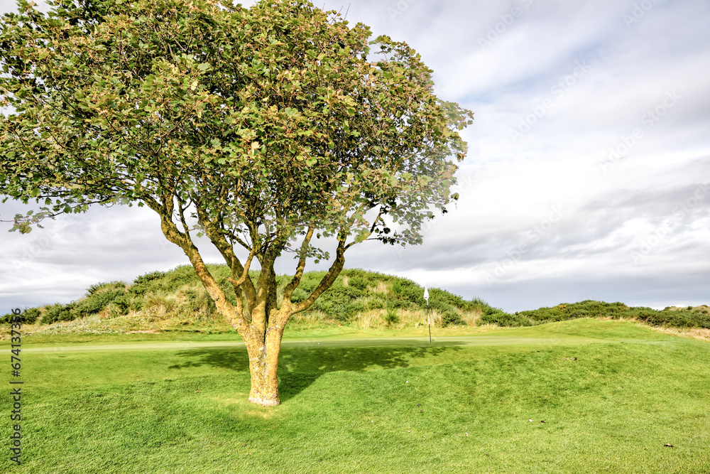 Fototapeta premium St Andrews, Scotland - September 22, 2023: A picturesque solitary tree in the middle of a fairway on the Jubilee Golf Course, a public course in St Andrews Scotland
