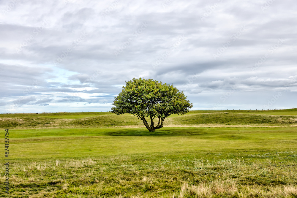Fototapeta premium St Andrews, Scotland - September 22, 2023: A picturesque solitary tree in the middle of a fairway on the Jubilee Golf Course, a public course in St Andrews Scotland