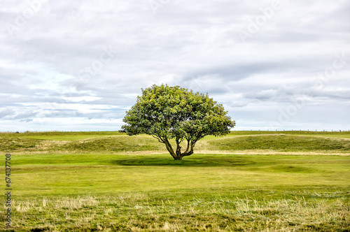 St Andrews, Scotland - September 22, 2023: A picturesque solitary tree in the middle of a fairway on the Jubilee Golf Course, a public course in St Andrews Scotland