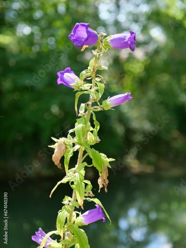 Campanule à grandes fleurs mauves