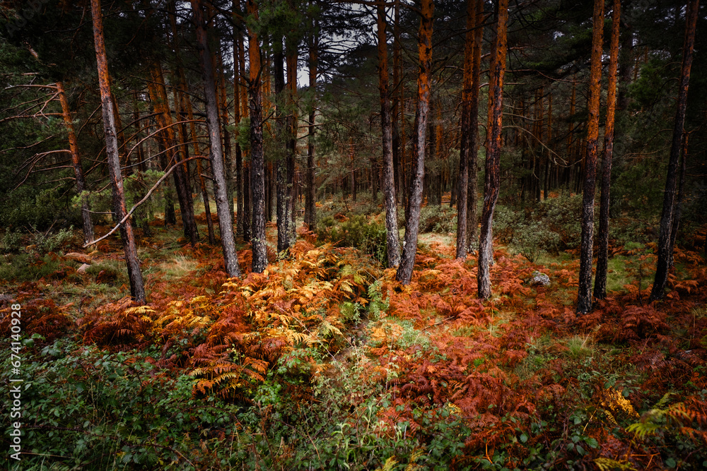Autumnal woods with tranquil creek. Autumnal woods with tranquil creek.