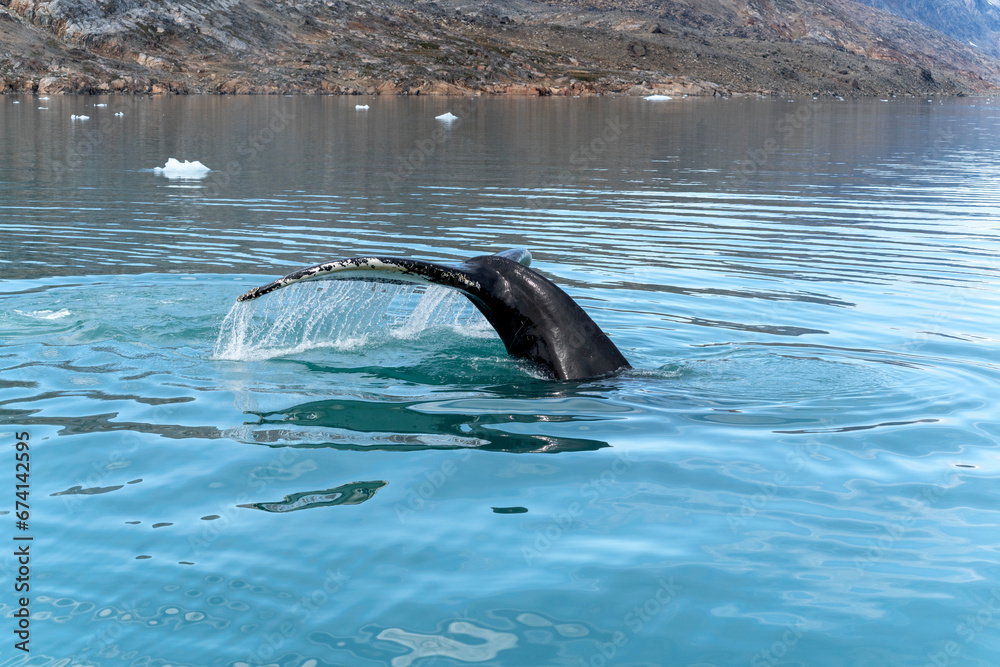Obraz premium humpback whale on arctic ocean in Greenland
