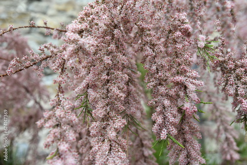 Fiori di Tamarix gallica