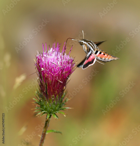 White Lined Sphinx Moth Feeding from an Anderson's Thistle
