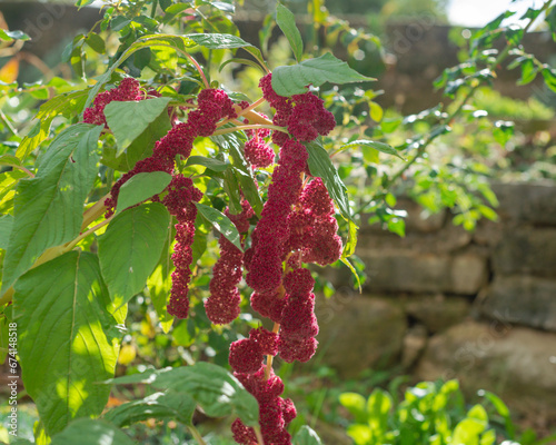 Amaranthus caudatus annual flowering plant, it goes by common names such as love-lies-bleeding, pendant amaranth, tassel flower, velvet flower, foxtail amaranth photo