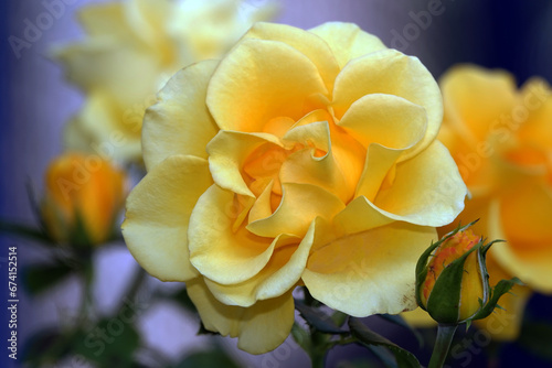 Rose yellow - flower plant macro