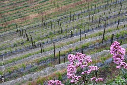 Vigneto