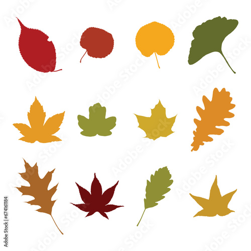 Vector set of leaves from different trees, including oak, maples, ginkgo, etc. 