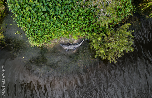 wild boar in the forest