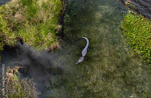 green moss and a crocodile 