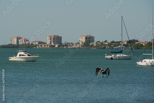 Maximo Beach Park in St. Petersburg, FL looking southwest. Pelican flying low over water with sailboats in background and buildings. Blue sky and bright sun.