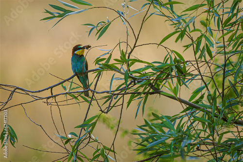 The European bee-eater (Merops apiaster) on a bush with an insect in its beak