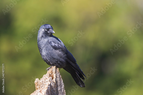 western jackdaw (Coloeus monedula) in a park in the city