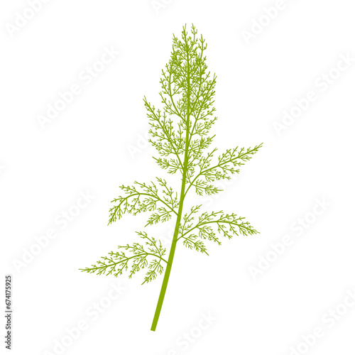 Vector illustration, Artemisia abrotanum, southern wood, or southern wormwood, isolated on white background.