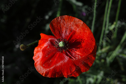 red poppy flower