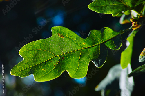 green leaf on a tree