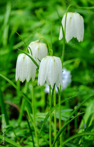 Weiße Schachblume (Fritillaria meleagris)